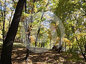 ç§‹å¤©çš„å…¬å›­é‡Œï¼Œé»„ç»¿ç›¸é—´çš„æ ‘å¶ååˆ†çš„æ¼‚äº®In the autumn park, the yellow and green leaves are very beautiful.